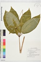 藏品(七葉一枝花)的圖片