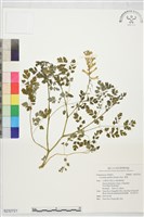 藏品(黃菫)的圖片