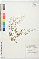 藏品(焊菜)的圖片