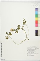 藏品(刻葉紫堇)的圖片