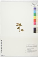 藏品(厚唇斑葉蘭、高嶺斑葉蘭)的圖片