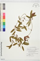 藏品(細葉菝契)的圖片