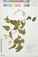 藏品(小蓑衣藤)的圖片