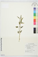 藏品(藜、灰藜)的圖片