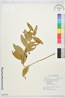 藏品(玉竹)的圖片