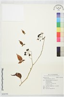 藏品(歐白英)的圖片