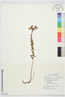 藏品(貫葉連翹)的圖片