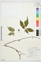 藏品(地錦)的圖片