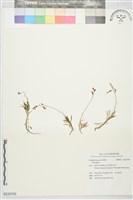 藏品()的圖片