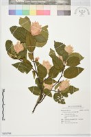 藏品(歐洲鵝耳櫪)的圖片