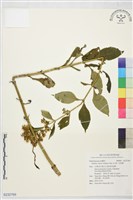 藏品(毛敗醬)的圖片