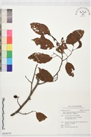 藏品(臺灣赤楊、臺灣榿木)的圖片