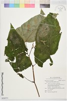 藏品(圓果秋海棠)的圖片