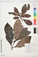 藏品(九節木)的圖片