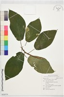 藏品(牛乳榕、假枇杷)的圖片