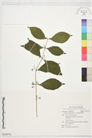 藏品(華紫珠)的圖片