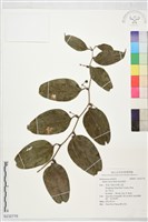 藏品(暗色菝葜)的圖片