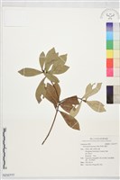 藏品(華南木薑子)的圖片