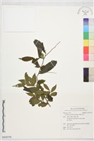 藏品(柳葉山茶)的圖片