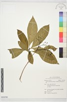 藏品(香楠)的圖片