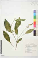 藏品(華南爵床)的圖片