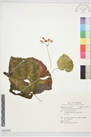 藏品(紫背天葵)的圖片