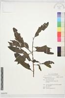 藏品(珠砂根)的圖片