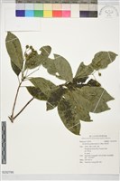 藏品(降真香)的圖片