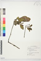 藏品(石班木)的圖片