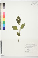 藏品(母丁香)的圖片