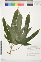 藏品(粗葉榕)的圖片