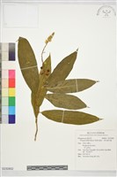藏品(假黃花遠志、黃花倒水蓮)的圖片