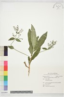 藏品(金草)的圖片