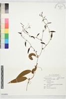 藏品(禹餘糧、冷飯藤)的圖片