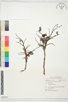 藏品(黑面神)的圖片