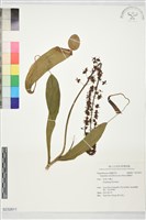 藏品(豬籠草)的圖片