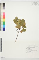 藏品(細葉石斑木)的圖片