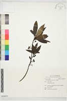 藏品(山胡椒)的圖片