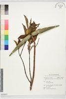 藏品(羊角扭)的圖片