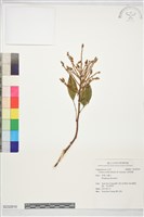 藏品(光葉魚藤)的圖片