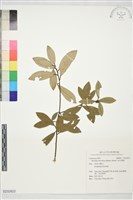 藏品(短序潤楠)的圖片