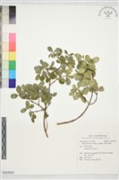 藏品(中國念珠藤)的圖片