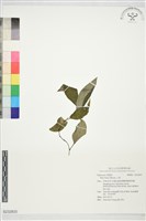 藏品(山蒟)的圖片