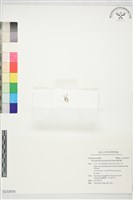 藏品(蜘蛛蘭)的圖片