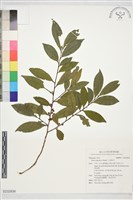 藏品(日本柃木)的圖片