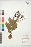 藏品(日本女貞)的圖片