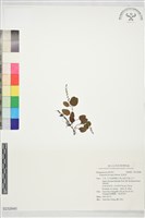 藏品(附地菜)的圖片