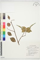 藏品(亞洲絡石)的圖片