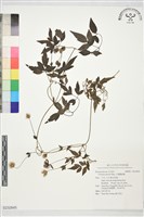 藏品(小葉鐵線蓮)的圖片