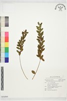 藏品(小瑞香)的圖片